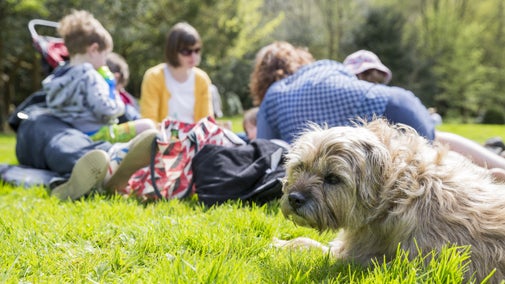 Dog on grass in front of a family having a picnic